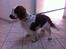 Welsh springer spaniel Kiwi "Big picture"