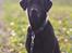 Labrador retriever Mickey
