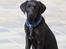 Labrador retriever Mickey