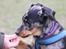 Beauceron Jesse