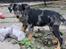Beauceron Jesse