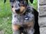 Beauceron Jesse