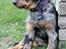 Beauceron Jesse