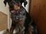 Beauceron Jesse