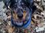 Beauceron Jesse
