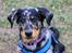 Beauceron Jesse