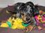 Beauceron Jesse