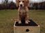 Field Trial Cockerspaniel Spilops Wild Weather Wilma