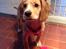 Field Trial Cockerspaniel Spilops Wild Weather Wilma