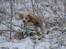 Field Trial Cockerspaniel Spilops Wild Weather Wilma