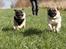 Mops Pelle