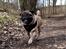 Mops Pelle
