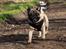 Mops Pelle