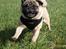 Mops Pelle