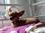 Chihuahua vera