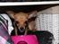 Chihuahua vera