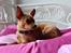 Chihuahua vera