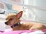 Chihuahua vera