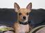Chihuahua vera