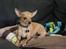 Chihuahua vera
