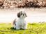 Shih tzu Aiyo