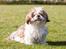 Shih tzu Aiyo