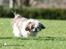 Shih tzu Aiyo