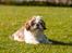 Shih tzu Aiyo
