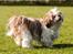 Shih tzu Aiyo