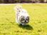 Shih tzu Aiyo