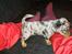 Blanding af racer Cookie - 4 uger gammel