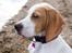 Pointer Tundra - April 2015