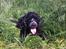 Cocker spaniel Frida