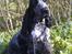 Cocker spaniel Sky - 8½ mdr