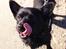 Blanding af racer Pomeranian, Chihuahua Shellie