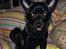 Blanding af racer Pomeranian, Chihuahua Shellie