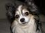 Chihuahua Chili "Rottweileren"RIP