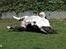 Bullterrier                     Jazzy - Gravid med 8 - Marts 2008