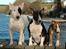 Bullterrier                     Jazzy - Joker, Gravid Jazzy & Jayla