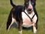 Bullterrier                     Jazzy - 9 år gammel <3 Elsker hende <3