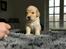 Golden retriever Carlo