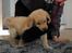 Golden retriever Carlo - Der trænes leg og klik - Carlo hos opdrætter