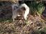 Løwchen Wild Orchid ( Dusty) tidl. hund