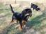 Cavalier king charles spaniel Teamsofies Lady Kenya