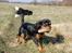 Cavalier king charles spaniel Teamsofies Lady Kenya