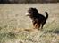 Cavalier king charles spaniel Teamsofies Lady Kenya