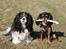 Cavalier king charles spaniel Bella Saphira Kokhus