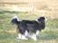 Cavalier king charles spaniel Bella Saphira Kokhus