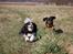 Cavalier king charles spaniel Bella Saphira Kokhus