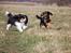 Cavalier king charles spaniel Bella Saphira Kokhus